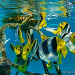 Thumbnail Photo for the A Fish Called Wanda Gallery.